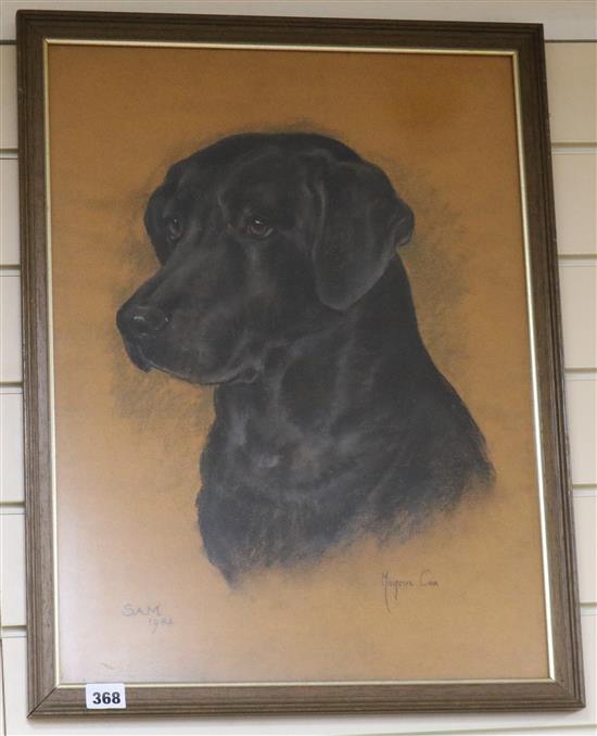 Marjorie Cox, pastel, portrait of a black Labrador Sam, signed and dated 1984, 54 x 40cm